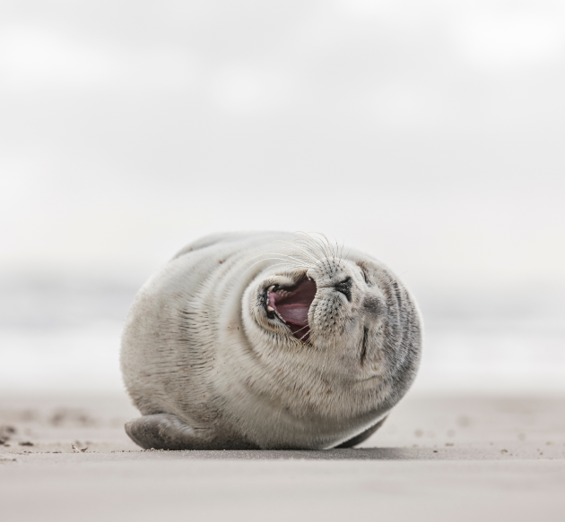 Image of a seal