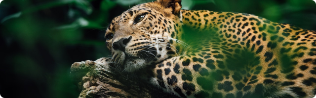 Celebrating Our 1 Year Partnership With Rainforest Trust UK