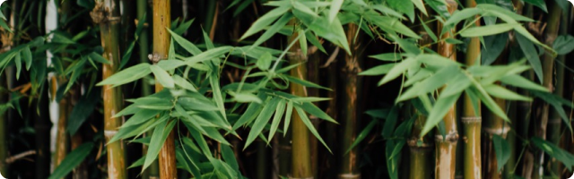 Bamboo Clothing Case Study