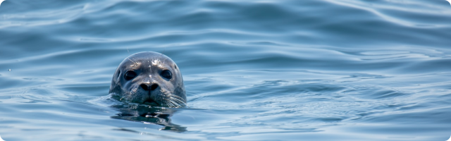 Why Should We Care About the Ocean?