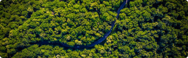 Amazon Rainforest Emits More CO2 Than It Absorbs – How You and Your Business Can Help