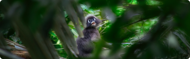 Earth Day 2021: The Rainforest Trust UK Webinar