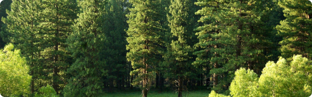 Planting vs Protecting Trees – Which Is Better For The Planet?