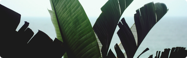 Where To Start With Insetting & Offsetting Carbon