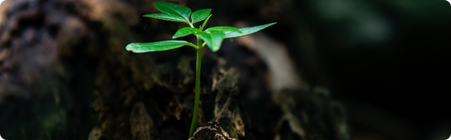 Biodegradable Packaging: What It Is & How To Find It