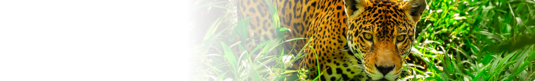 Jaguar in the wild