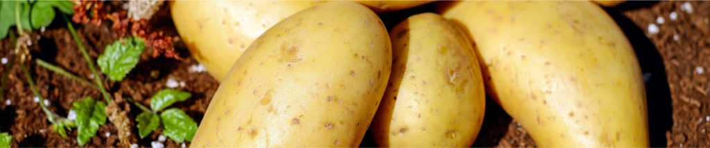 Potato