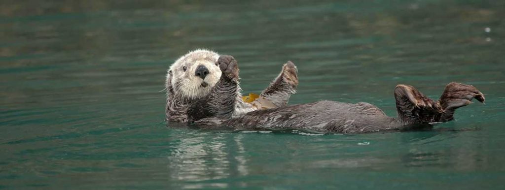 Sea Otter
